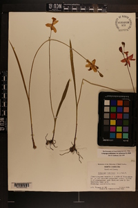 Calopogon tuberosus var. tuberosus image