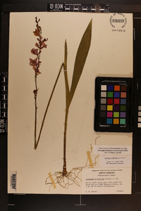 Calopogon tuberosus var. tuberosus image