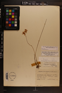 Calopogon barbatus image