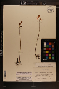 Calopogon barbatus image