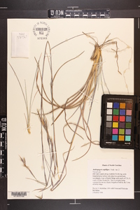 Andropogon capillipes image