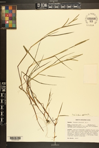 Paspalum dissectum image