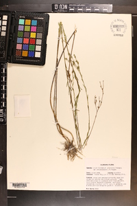 Linum floridanum var. chrysocarpum image