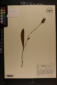 Platanthera clavellata image