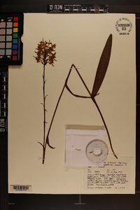 Platanthera x bicolor image