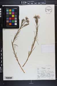 Amsonia ciliata image