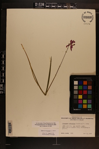 Calopogon tuberosus var. tuberosus image