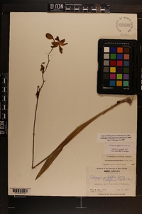 Calopogon tuberosus var. tuberosus image