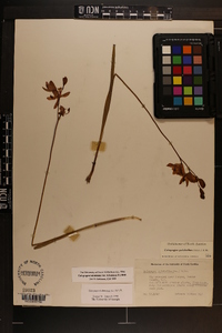 Calopogon tuberosus var. tuberosus image