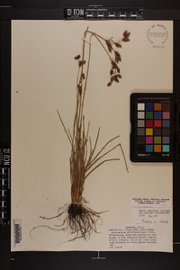 Fimbristylis caroliniana image