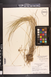 Eleocharis rostellata image