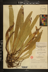 Carex fraseriana image