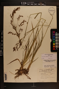 Scirpus pendulus image