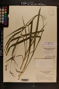 Scirpus lineatus image