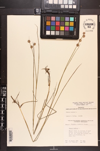 Juncus nodosus image