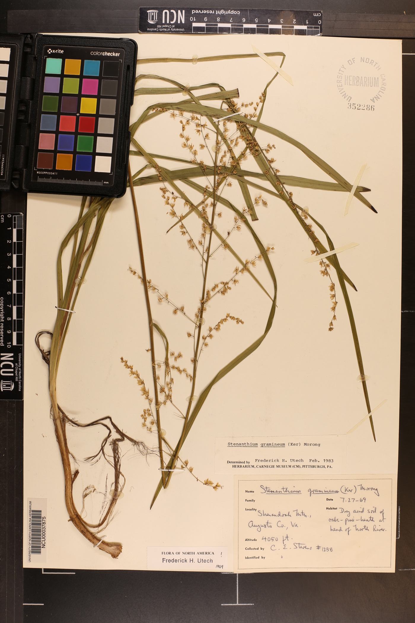 Stenanthium gramineum image