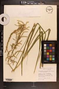 Stenanthium gramineum var. gramineum image