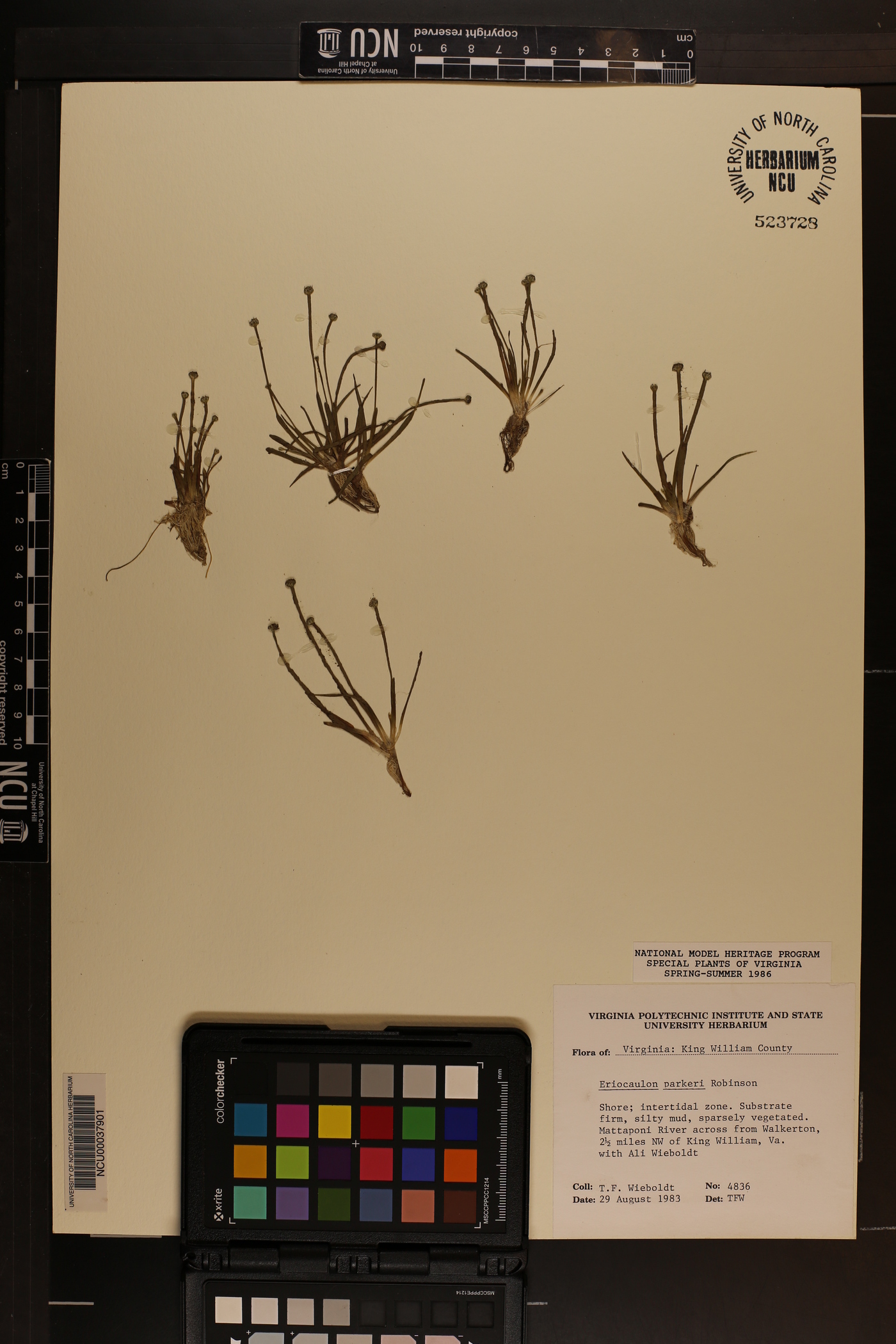 Eriocaulon parkeri image