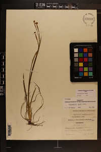 Sisyrinchium nashii image