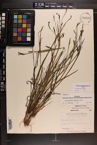 Sisyrinchium fuscatum image