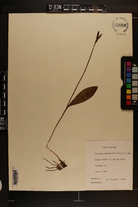 Pogonia ophioglossoides image