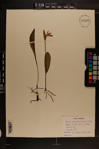 Pogonia ophioglossoides image