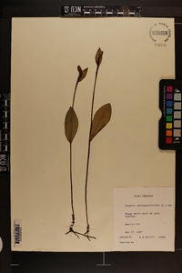 Pogonia ophioglossoides image