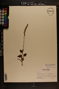 Goodyera repens image