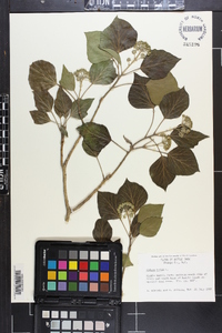 Hedera helix image