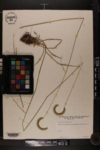 Ctenium aromaticum image