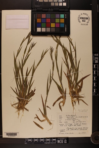 Dichanthelium acuminatum subsp. acuminatum image