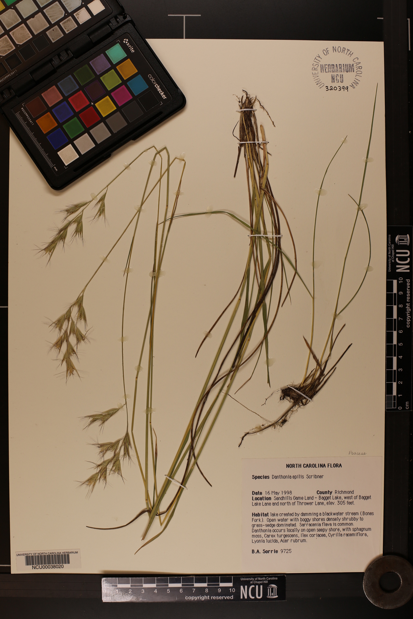 Danthonia epilis image