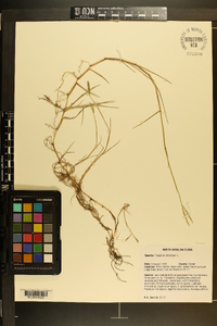 Paspalum distichum image