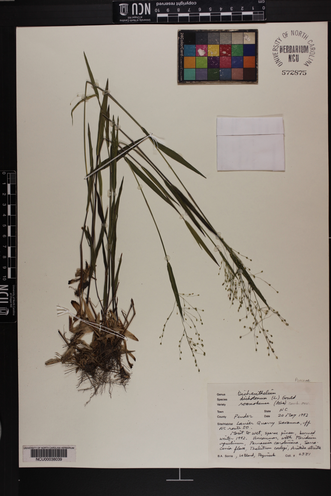 Dichanthelium dichotomum subsp. roanokense image