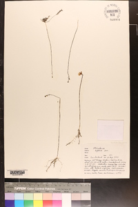 Utricularia gibba image