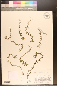 Gratiola viscidula image