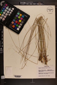 Muhlenbergia sericea image