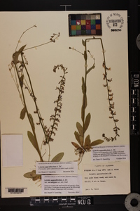 Lobelia appendiculata image