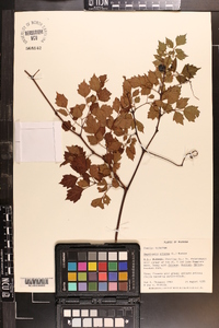 Nekemias arborea image