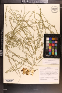 Parkinsonia aculeata image