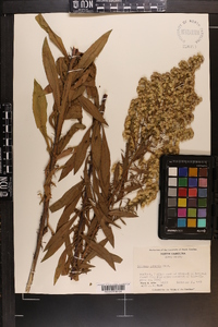 Solidago puberula image