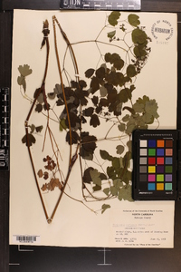 Thalictrum coriaceum image