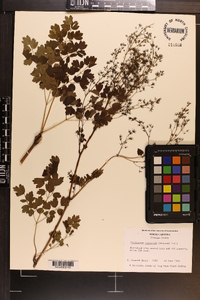 Thalictrum coriaceum image