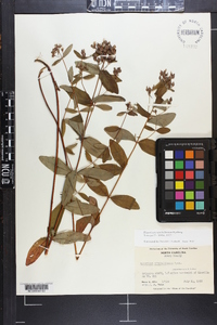 Hypericum mitchellianum image