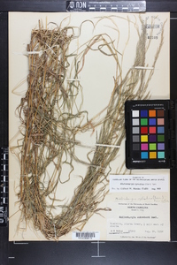 Muhlenbergia sylvatica image