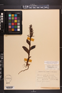 Coeloglossum viride image