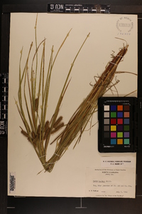 Carex baileyi image