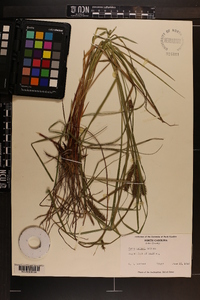 Carex baileyi image