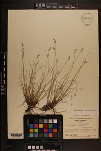 Carex echinata image