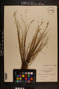 Carex echinata subsp. echinata image